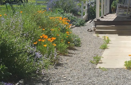 Sonoma Cottage | Sonoma Vineyard Cottage - enjoy wine country life. Peaceful yet central locale!