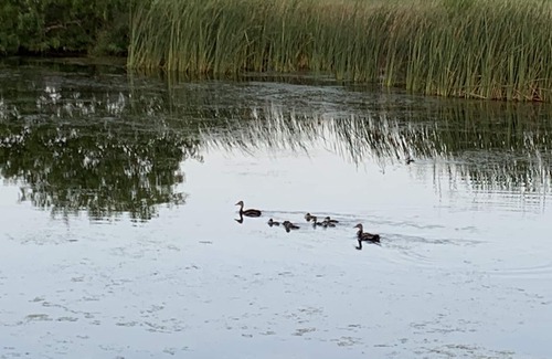 Laguna Vista Villa | South Padre retreated on the pond