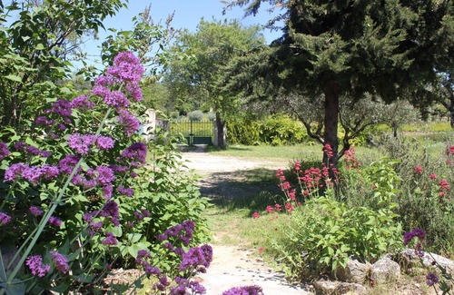 Saint-Pierre-de-Vassols Villa | Space & light on ground 1200 m2 planted with Provence olive trees 4 km from Mt Ventoux