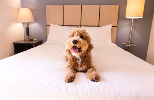 Morris Plains Hotel | Spacious 1BR Suite w/Kitchenette Ideal for Family Trip - Pets welcome!