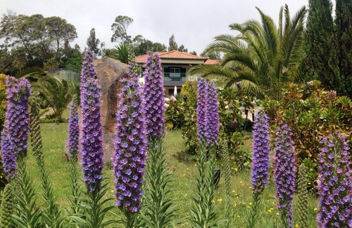 Santo da Serra House | Spacious Villa. Ideal for a Relaxing Holiday. Disinfection Measures in place.