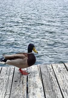 Bajina Basta Apartment | Splav Wake at the lake