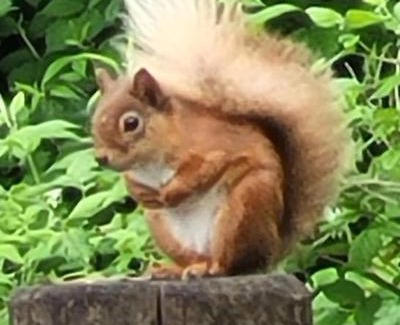 Appin Apartment | Squirrels Wood Lodge, nr Glencoe, dog friendly