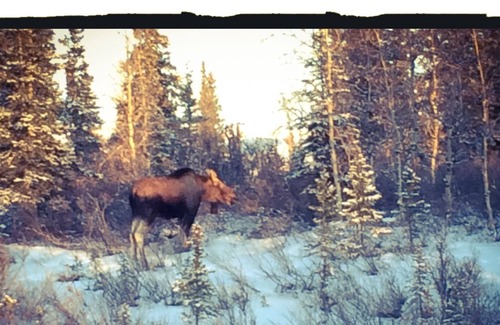 Healy Cottage | Stampede Cottage - Comfortable accomodations in the heart of Alaska