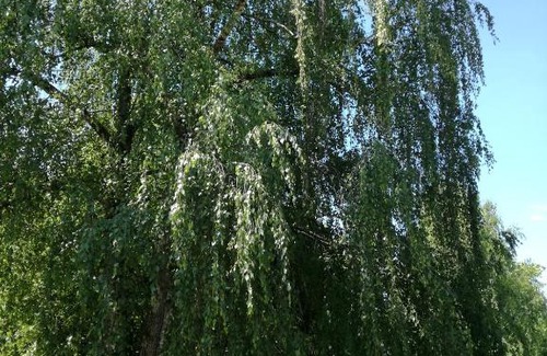 Palic House | Stara Breza 1 Rooms