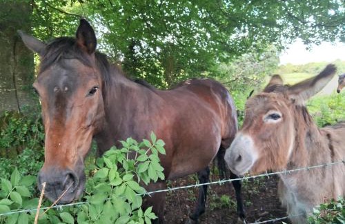 Athenry Apartment | Stone Barn Cottage In Galway Countryside