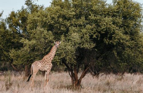 Kgetlengrivier Cabin | Stroomrivier Lodge