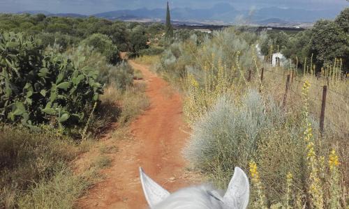 Arcos de la Frontera Apartment | Studio andalou , campagne , chevaux , piscine commune