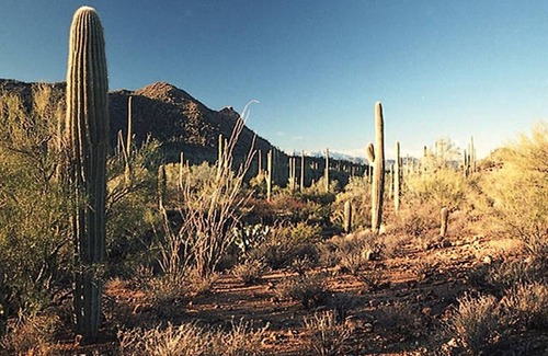 Tucson Estates Apartment | Studio De Saguaro-Hot Tub Retreat at Alma Del Sol