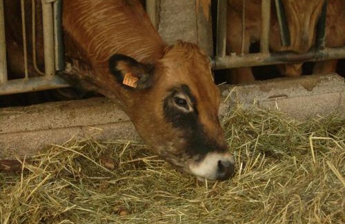 La Canourgue Cabin | Studio nature a la ferme