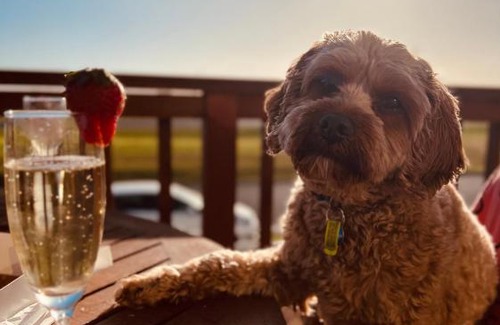 Kilcunda House | Stunning Waterfront only 10 minutes to Phillip Island - FREE EV UNIT 7kW for electric cars - pet friendly, fireplace FREE WIFI wine & chocolates