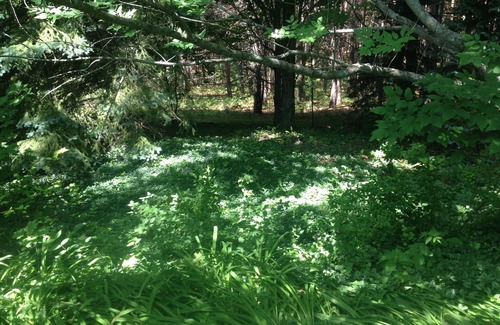 Ludington Cottage | Stylish Forest Cottage on 80 acres of private woodland