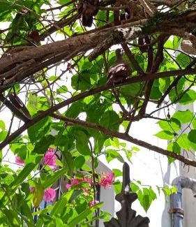 Santa Teresa House | Suite Aprazível