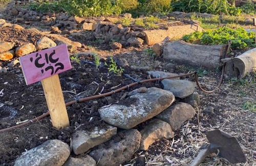 Qatsrin Other | suite truck- Natura Eco farm