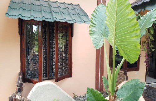 Bohorok House | Sumatra Cheeky Monkeys