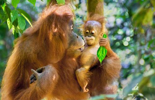 Bohorok Other | Sumatran OrangutanTRAILS