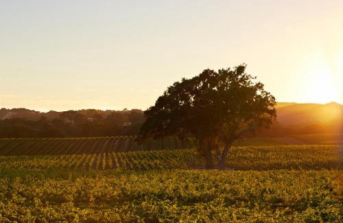 Paso Robles Hotel | SummerWood Inn
