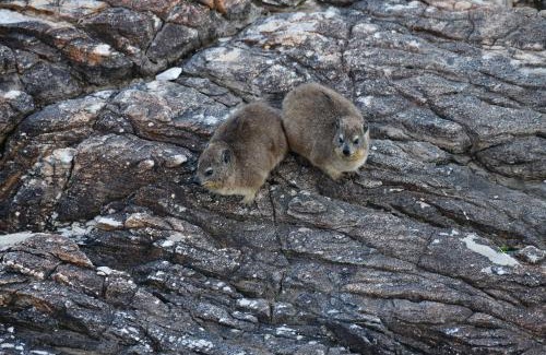Sedgefield House | sunbird cottage