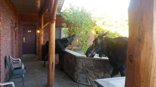 Pinedale Hotel | Sundance Motel