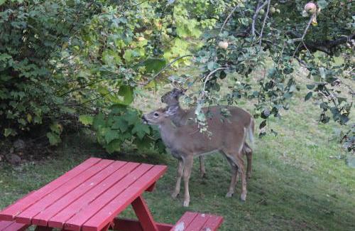 Kaslo Ski Chalet | Sunny Bluffs Chalets