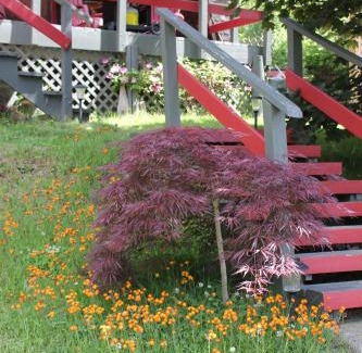 Kaslo Ski Chalet | Sunny Bluffs Chalets