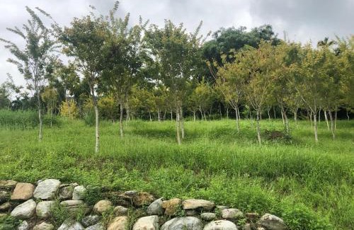 Fenglin Bed & Breakfast | Sunrise Forest