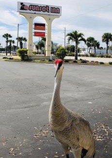 Fort Pierce Hotel | Sunset Inn- Fort Pierce, FL