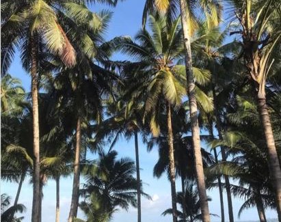 Pulau Masokut House | sunsetlodge Mentawai
