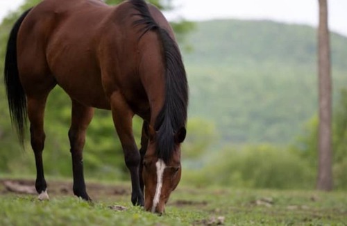 Millerton Other | Surrounded by Berkshire Mountain Views and Horses Book a trail ride or a lesson