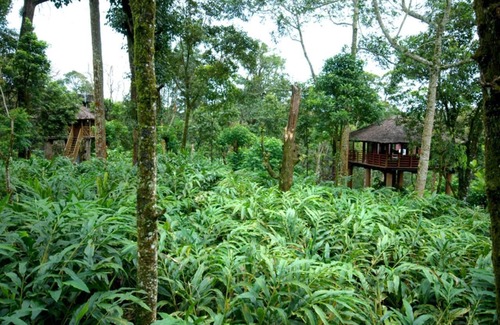 Vandanmedu Cottage | Surrounded Grassland Tree house Stay