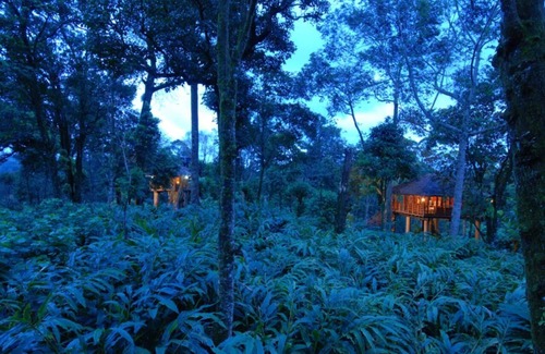 Vandanmedu Cottage | Surrounded Grassland Tree house Stay
