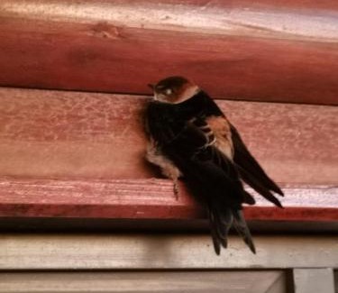 Fisherhaven House | Swallows Rest