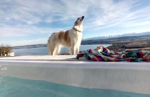 Bellerive Bed & Breakfast | Swiss Borzoi House