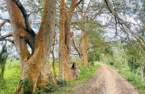 Maho Other | Tamarind Tree Chamber