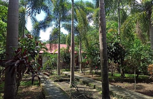 Marinsow House | Tangkoko Jungle Homestay