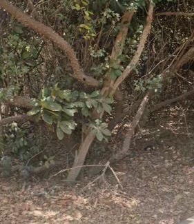 Tanji Resort | Tanji Bird Eco Resort