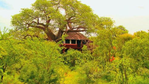 Monduli Other | Tarangire Treetops