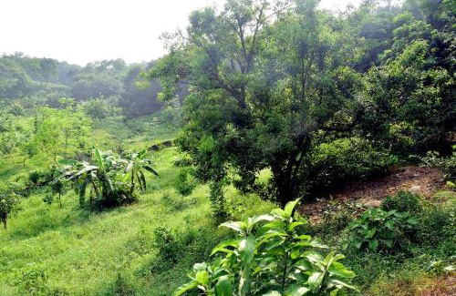 Maulvi Bazar Resort | Tea Heaven Eco Cottage