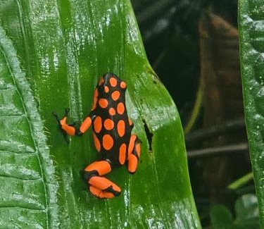 Nuqui Cabin | Tegewa Lodge