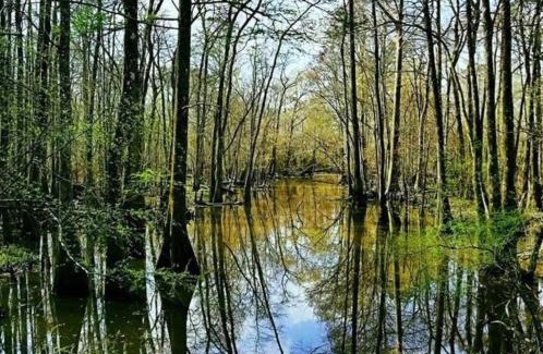 Springfield Other | Tentrr - Louisiana Tickfaw State Park - Woodland E - Double Camp