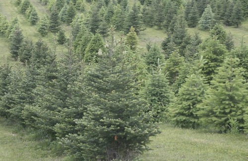 Harpursville RV Rental | Tentrr Signature Site - High Meadow Tree Farm