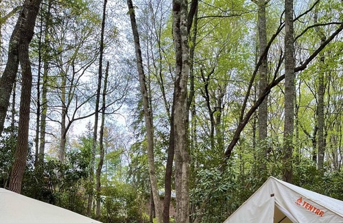 Newland RV Rental | Tentrr Signature Site - Hellbender Hollar Campsite