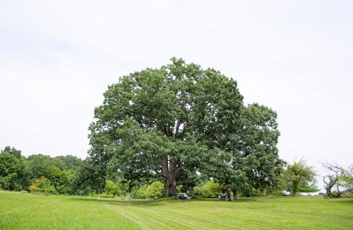 Town of Marbletown RV Rental | Tentrr Signature Site - Lakeside Tents in Historic Orchard