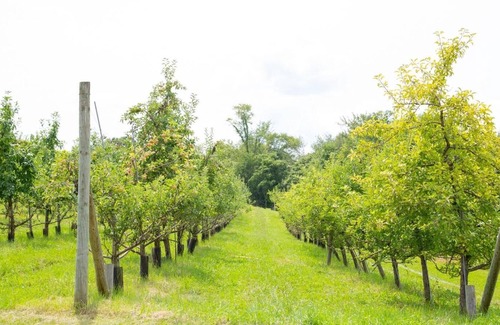 Town of Marbletown RV Rental | Tentrr Signature Site - Ancient Oak in Historic Orchard Northern Spy