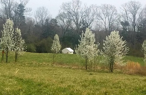 Cumberland RV Rental | Tentrr Signature Site - Shepherd's Meadow