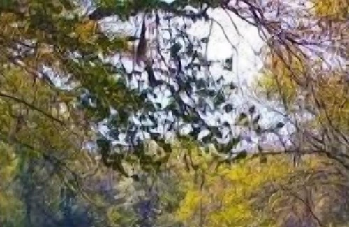Talisheek RV Rental | Tentrr State Park Site - Louisiana Bogue Chitto State Park - Bonner Creek M - Si