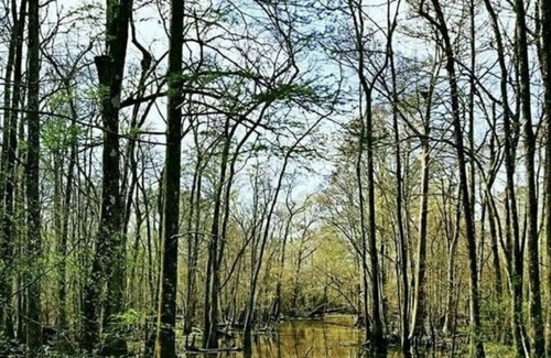 Springfield RV Rental | Tentrr State Park Site - Louisiana Tickfaw State Park - Woodland C - Single Camp