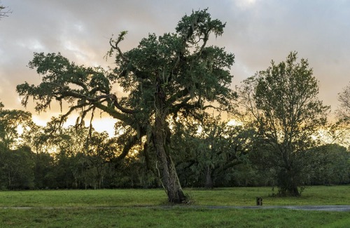 Texas Gulf Coast Region RV Rental | Tentrr State Park Site - Texas Brazos Bend State Park - Trailside F – Single C