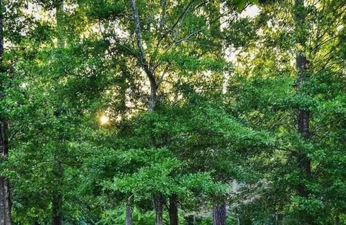 Mandeville RV Rental | Tentrr State Park Site - Louisiana Fontainebleau State Park - Pond View G - Sing