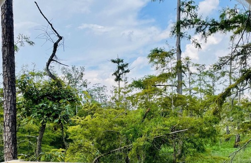 Lake Charles RV Rental | Tentrr State Park Site - Louisiana Sam Houston Jones State Park - Lagoon View B